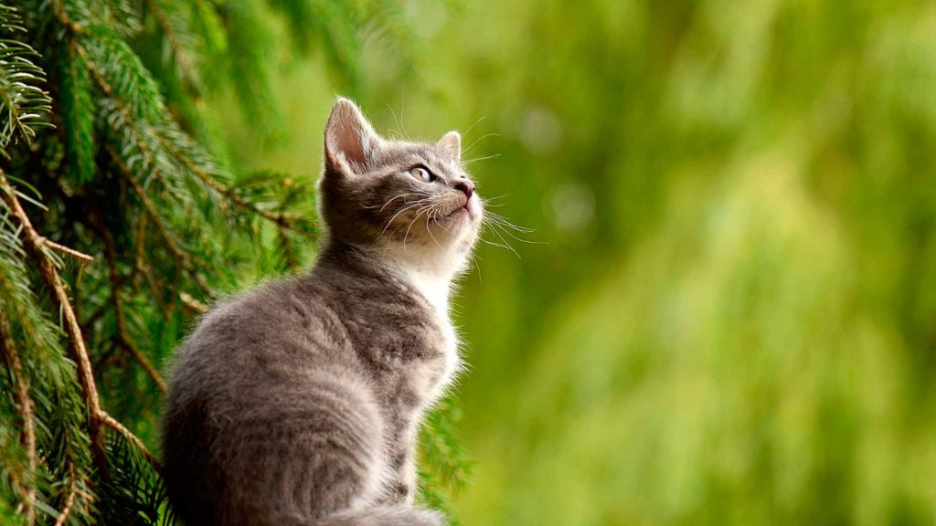 Clínica veterinaria Lucero- Vacunación gatos