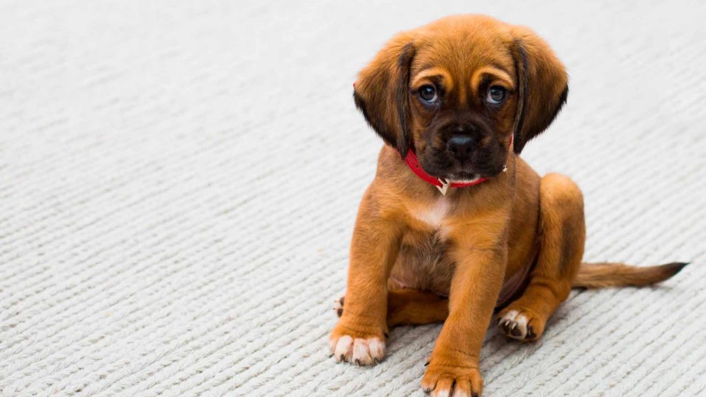 Clínica veterinaria Lucero- Desparasitación perros