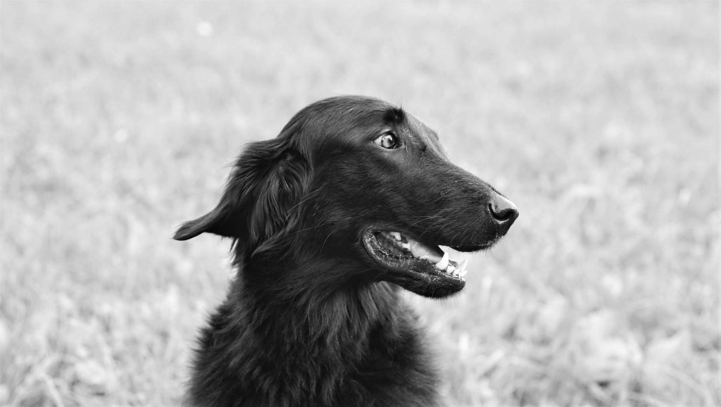 Clínica veterinaria Lucero- Vacunación perros