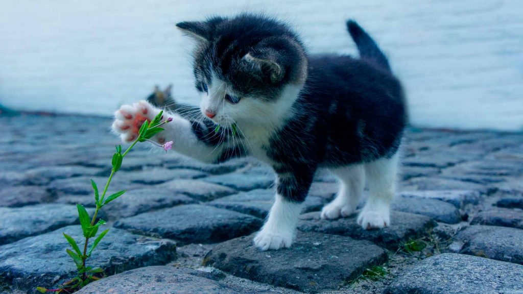 Clínica veterinaria Lucero- Nutrición gatos