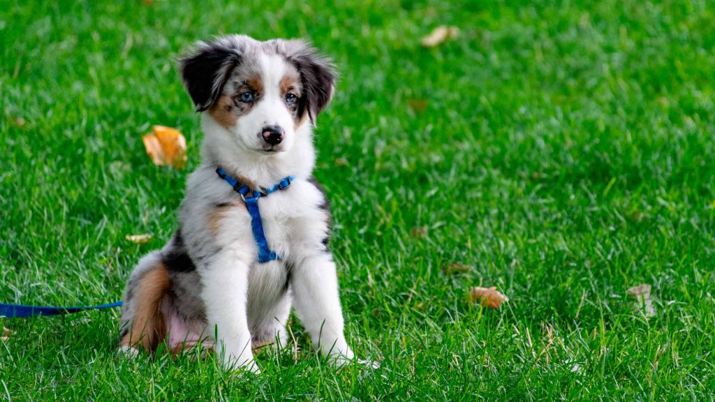 Clínica veterinaria Lucero- Nutrición perros