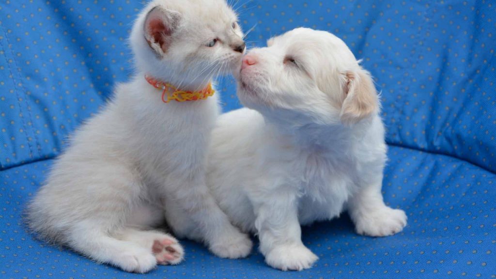 perro y gato cachorros